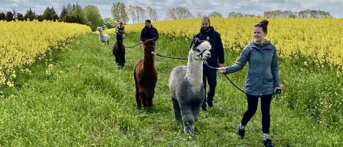 Spaziergang mit Alpakas im Feld