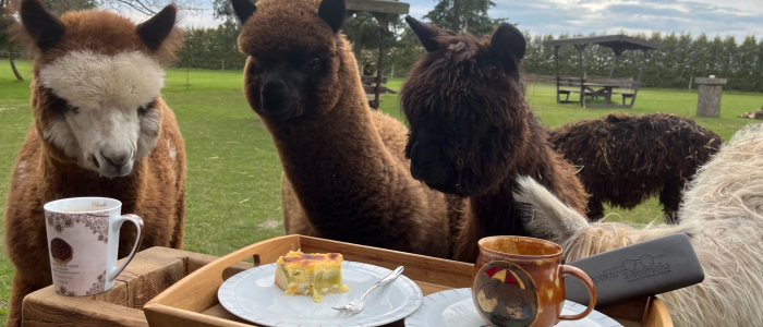 Picknick mit Alpakas