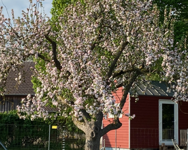 Baum