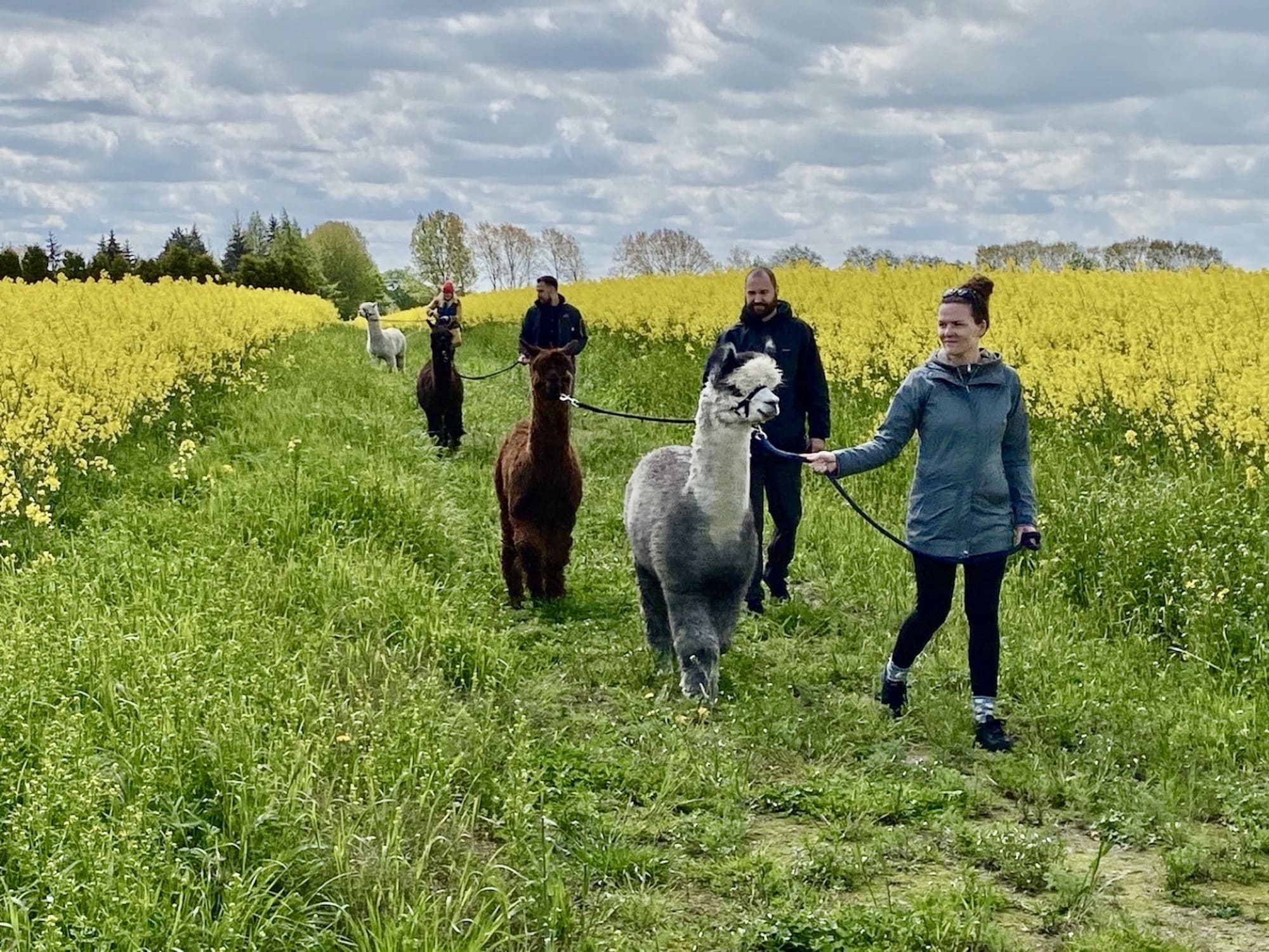 Spaziergang mit Alpakas