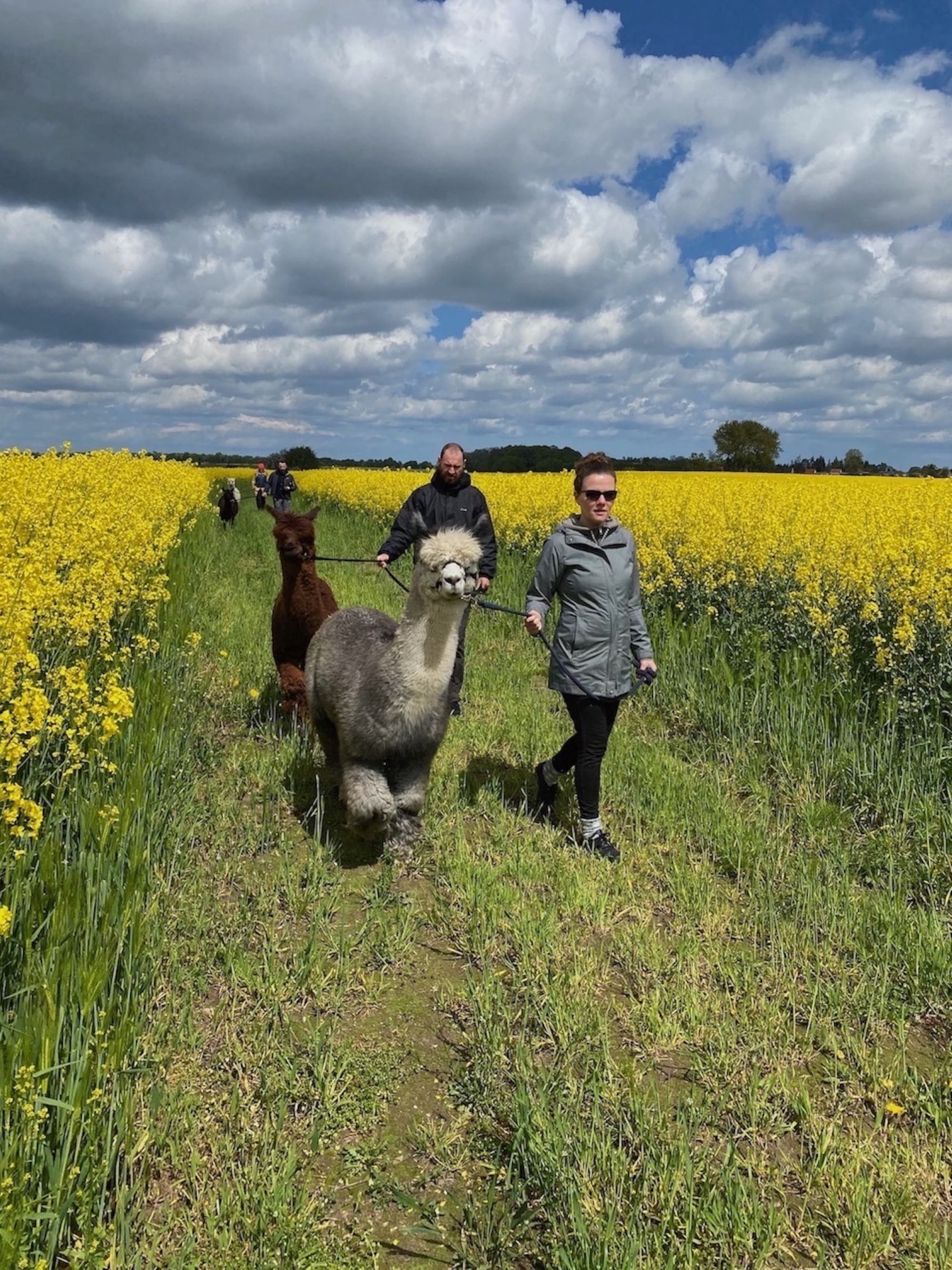Spaziergang mit Alpakas