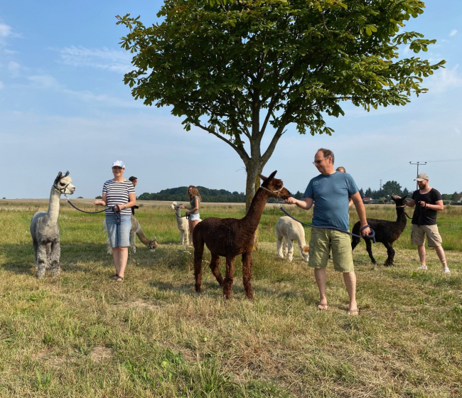 Spaziergang mit Alpakas