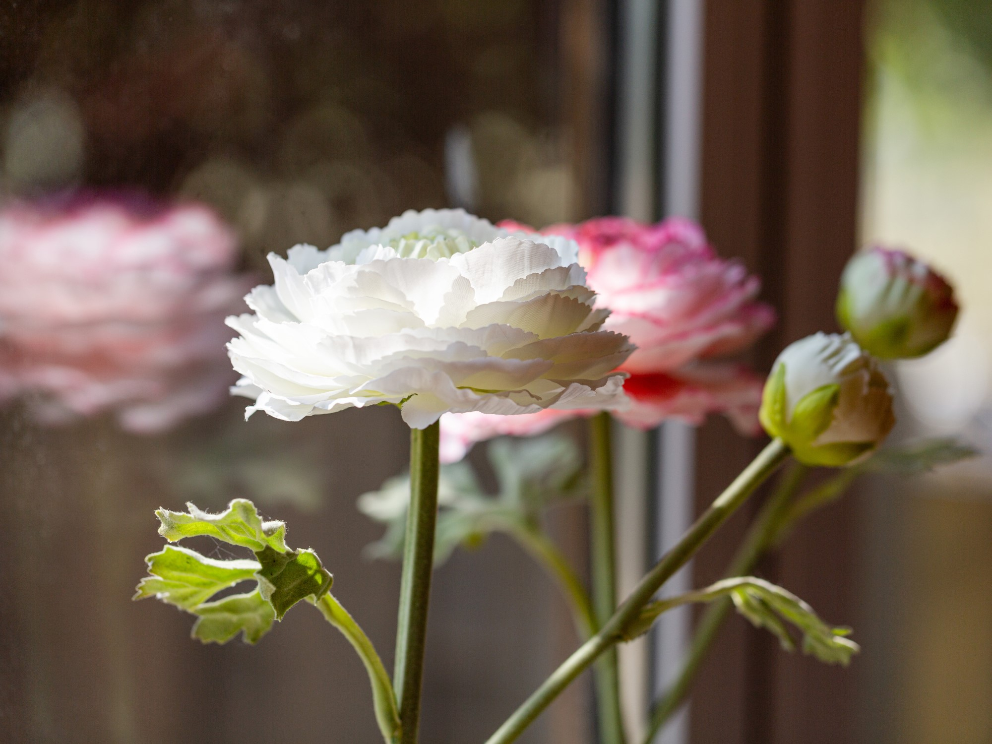 Rose Detailansicht