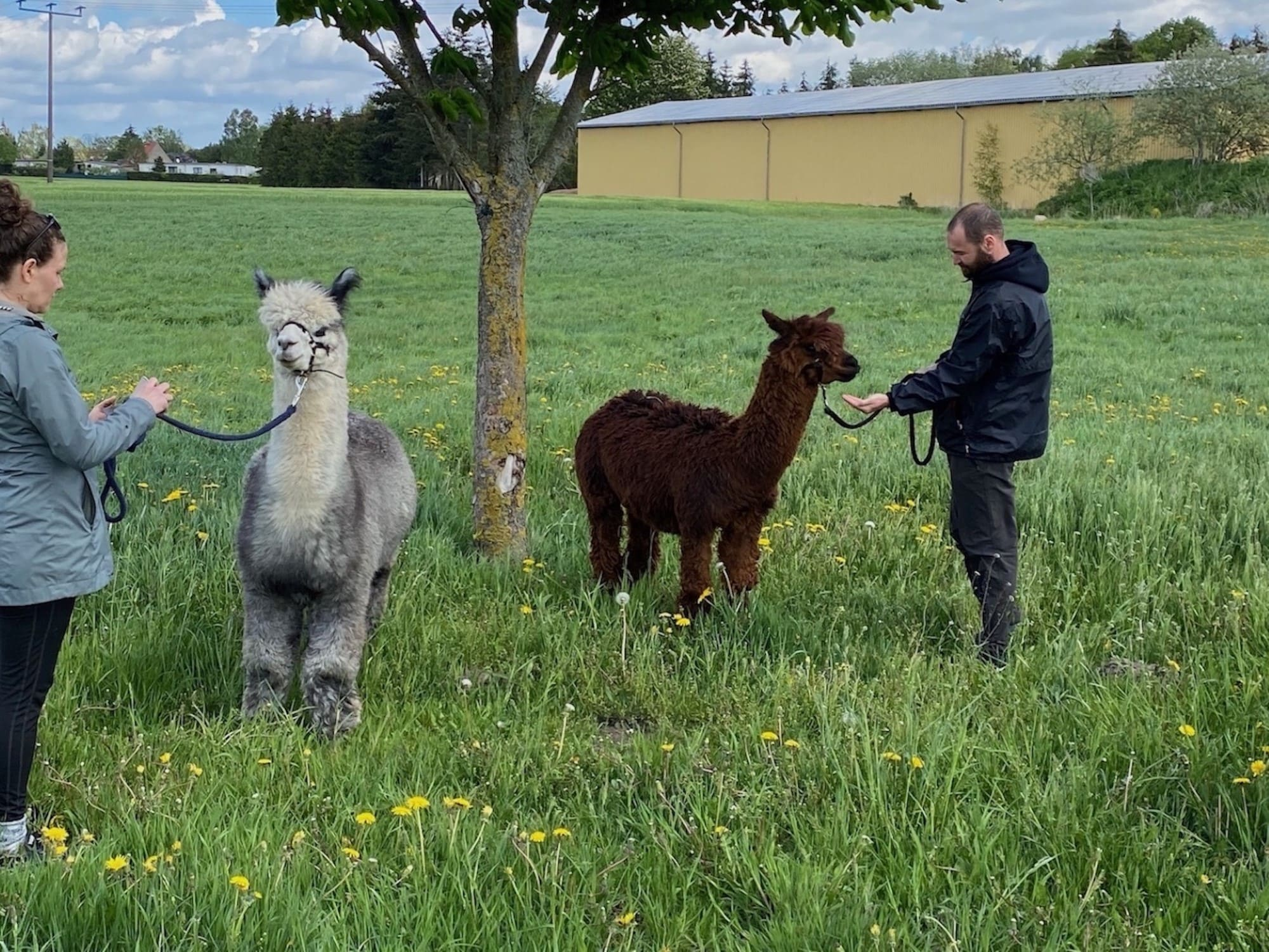 Spaziergang mit Alpakas