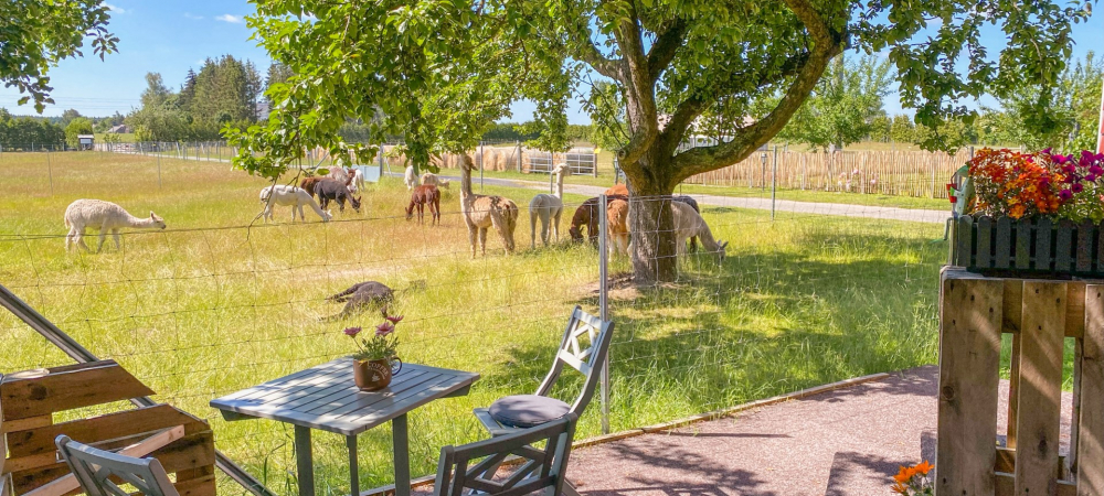 Terrasse mit Aussicht auf Alpaka-Hof