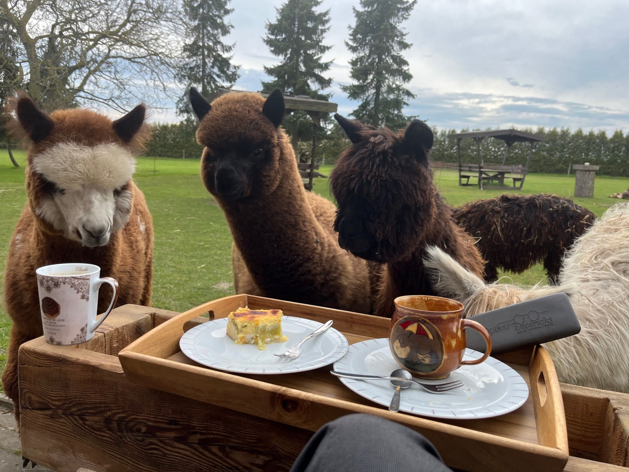 Picknick mit Alpaka
