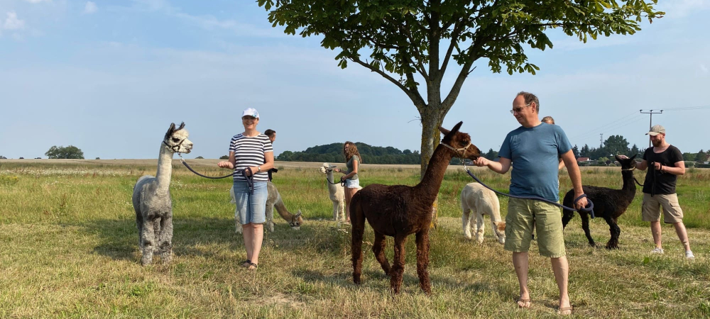 Spaziergang mit Alpakas