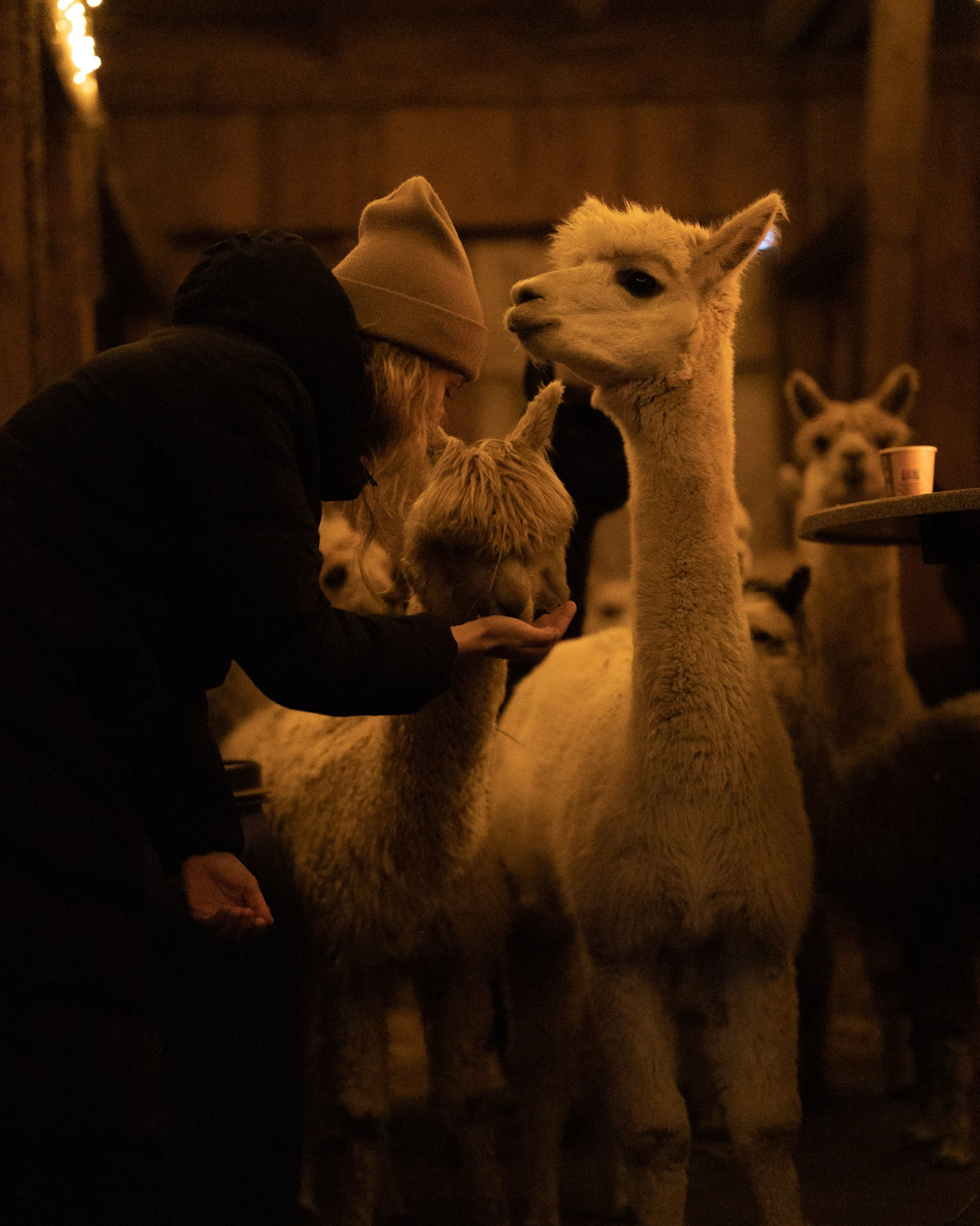 Mit Alpakas im Stall