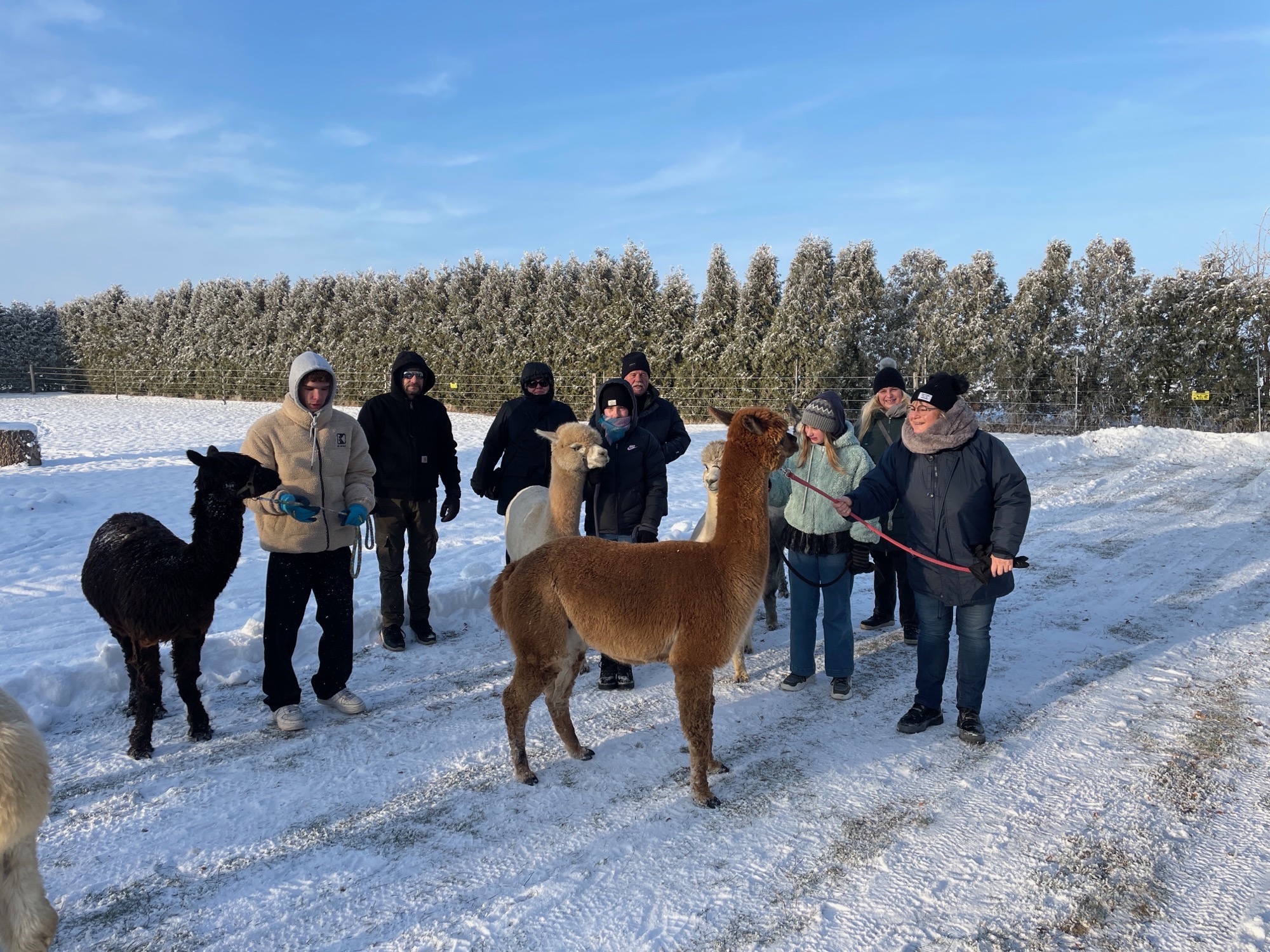 Alpaka-Spaziergang im Winter